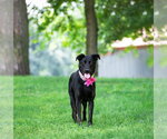 Small #1 German Shepherd Dog Mix