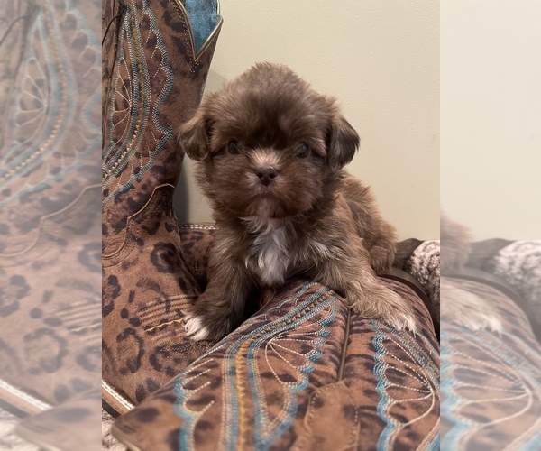 Medium Photo #4 Shih Tzu Puppy For Sale in DENTON, NC, USA