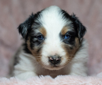 Puppy Ester Australian Shepherd