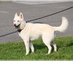 Small #3 Siberian Husky