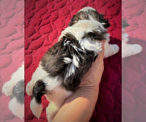 Medium Photo #26 Shih Tzu Puppy For Sale in MOORESVILLE, NC, USA