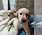 Small #6 Labrador Retriever