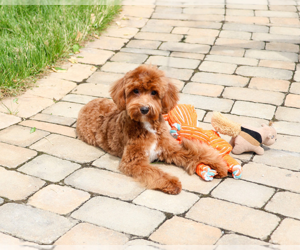 Medium Photo #3 Cavapoo (Miniature) Puppy For Sale in SYRACUSE, IN, USA