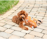 Small #2 Cavapoo (Miniature)
