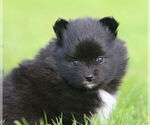 Small #7 Pomeranian