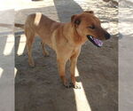 Small #7 Labrador Retriever Mix