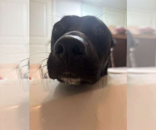 Medium Photo #4 Labrador Retriever-Unknown Mix Puppy For Sale in The Woodlands, TX, USA