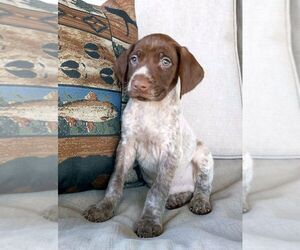 German Shorthaired Pointer Puppy for Sale in NEW YORK MILLS, Minnesota USA
