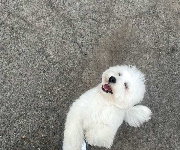 Medium Photo #1 Maltipoo (Miniature) Puppy For Sale in STAMFORD, CT, USA