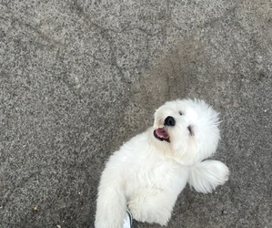 Maltipoo (Miniature) Puppy for sale in STAMFORD, CT, USA