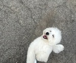 Small Maltipoo (Miniature)