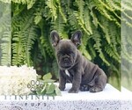 Small #2 French Bulldog