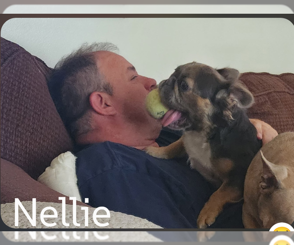 Medium Photo #9 French Bulldog Puppy For Sale in Sioux Falls, SD, USA