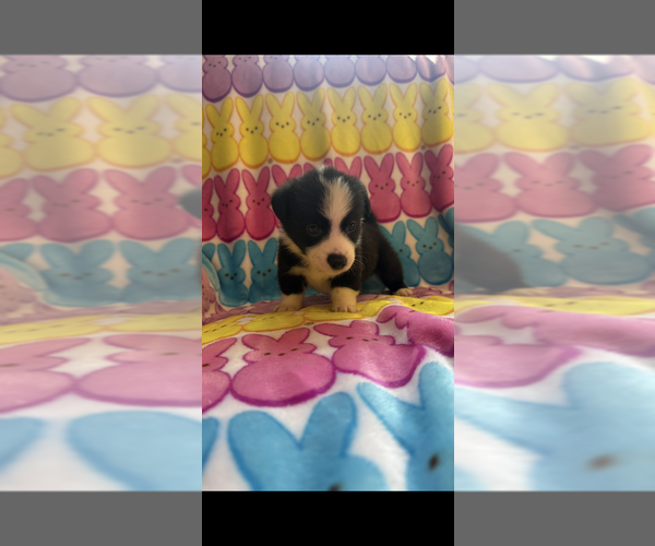 Medium Photo #11 Pembroke Welsh Corgi Puppy For Sale in SHERMAN, TX, USA
