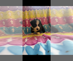 Small #10 Pembroke Welsh Corgi