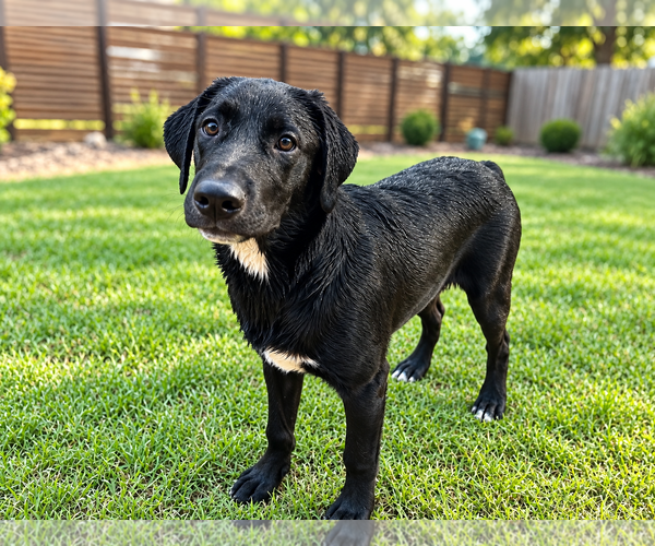 Medium Photo #2 Labrador Retriever-Unknown Mix Puppy For Sale in Clovis, CA, USA