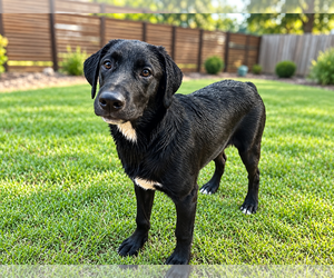 Usher - Male Labrador Retriever-Unknown Mix Dog for Adoption - Photo #2