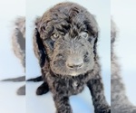 Small Photo #2 Golden Mountain Doodle  Puppy For Sale in SCOTTSDALE, AZ, USA