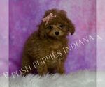 Small #4 Poodle (Miniature)