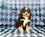 Puppy Jaxon Bernese Mountain Dog