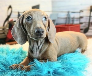 Mother of the Dachshund puppies born on 04/20/2025