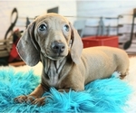 Small Photo #1 Dachshund Puppy For Sale in CARTHAGE, TX, USA
