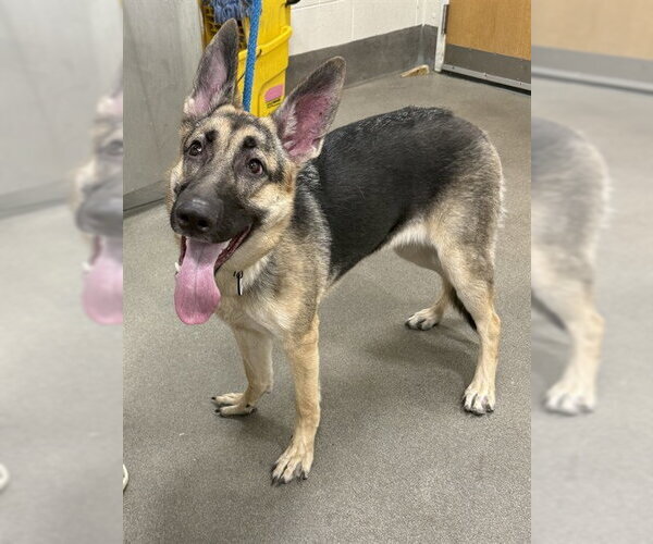 Medium Photo #1 German Shepherd Dog Puppy For Sale in Forestville, MD, USA
