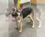Small German Shepherd Dog
