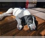Small Photo #35 German Shorthaired Pointer Puppy For Sale in MCKINNEY, TX, USA