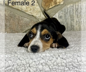 Beagle Puppy for sale in OCALA, FL, USA