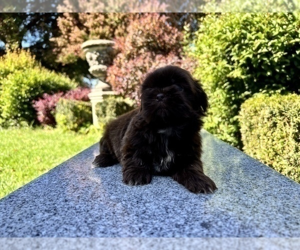 Medium Photo #30 Shih Tzu Puppy For Sale in HAYWARD, CA, USA