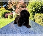 Small Photo #30 Shih Tzu Puppy For Sale in HAYWARD, CA, USA