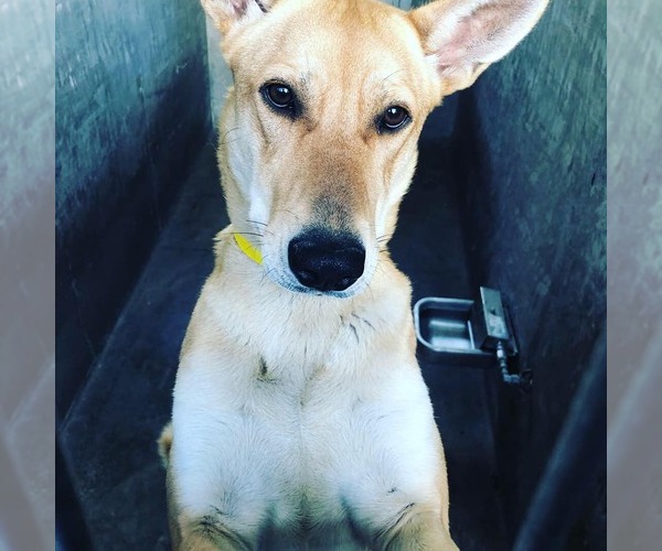 Medium Photo #6 Carolina Dog Puppy For Sale in Oro Valley, AZ, USA