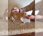 Small Photo #7 Chihuahua Puppy For Sale in SOUTH WEST CITY, MO, USA