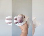 Small #4 Labrador Retriever