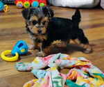 Image preview for Ad Listing. Nickname: Harley