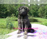Small #2 German Shepherd Dog