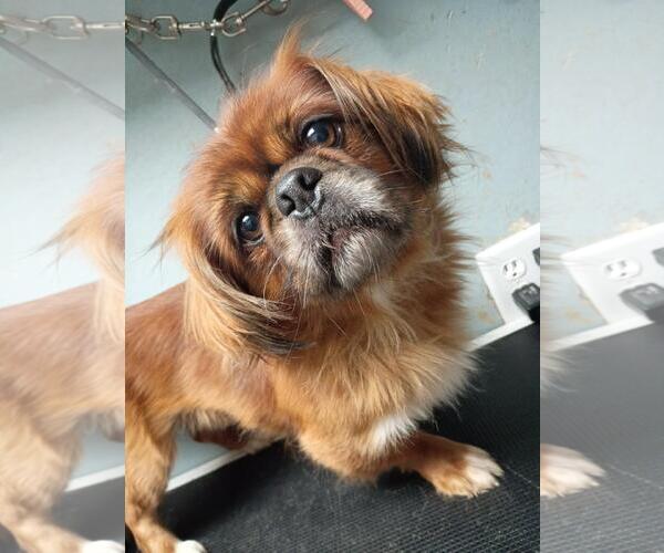 Medium Photo #1 Pekingese Puppy For Sale in Sioux Falls, SD, USA