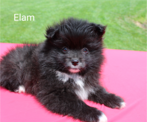Pomeranian Puppy for sale in RAGERSVILLE, OH, USA