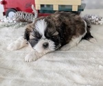 Small Photo #26 Shih Tzu Puppy For Sale in GOSHEN, IN, USA