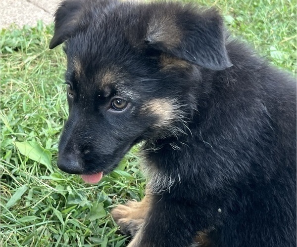 Medium Photo #19 German Shepherd Dog Puppy For Sale in WINONA, MN, USA