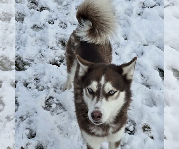 Medium Photo #5 - Mix Puppy For Sale in Fargo, ND, USA