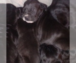 Small Photo #36 Great Dane Puppy For Sale in PIERSON, MI, USA