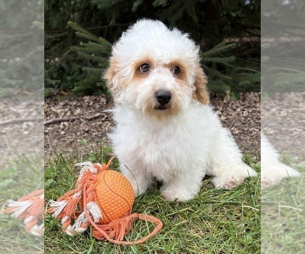 Medium Photo #4 Havapoo Puppy For Sale in MIDDLEBURY, IN, USA