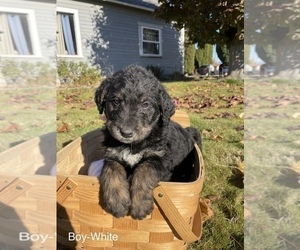 Goldendoodle-Siberian Husky Mix Puppy for sale in BURLINGTON, WA, USA