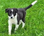 Puppy Jadeite Border-Aussie