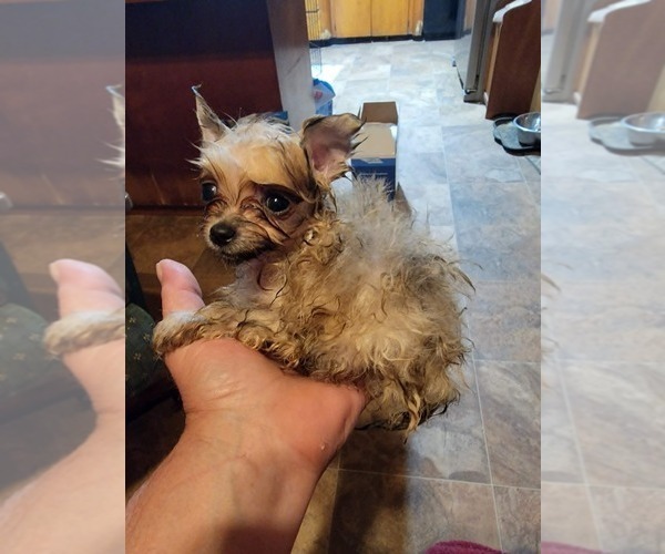 Medium Photo #8 Pomeranian Puppy For Sale in LOYAL, WI, USA