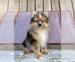 Small Photo #2 Pomeranian Puppy For Sale in HAYWARD, CA, USA