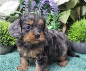 Cavapoo (Miniature) Puppy for sale in CARLISLE, KY, USA