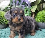 Small Cavapoo (Miniature)